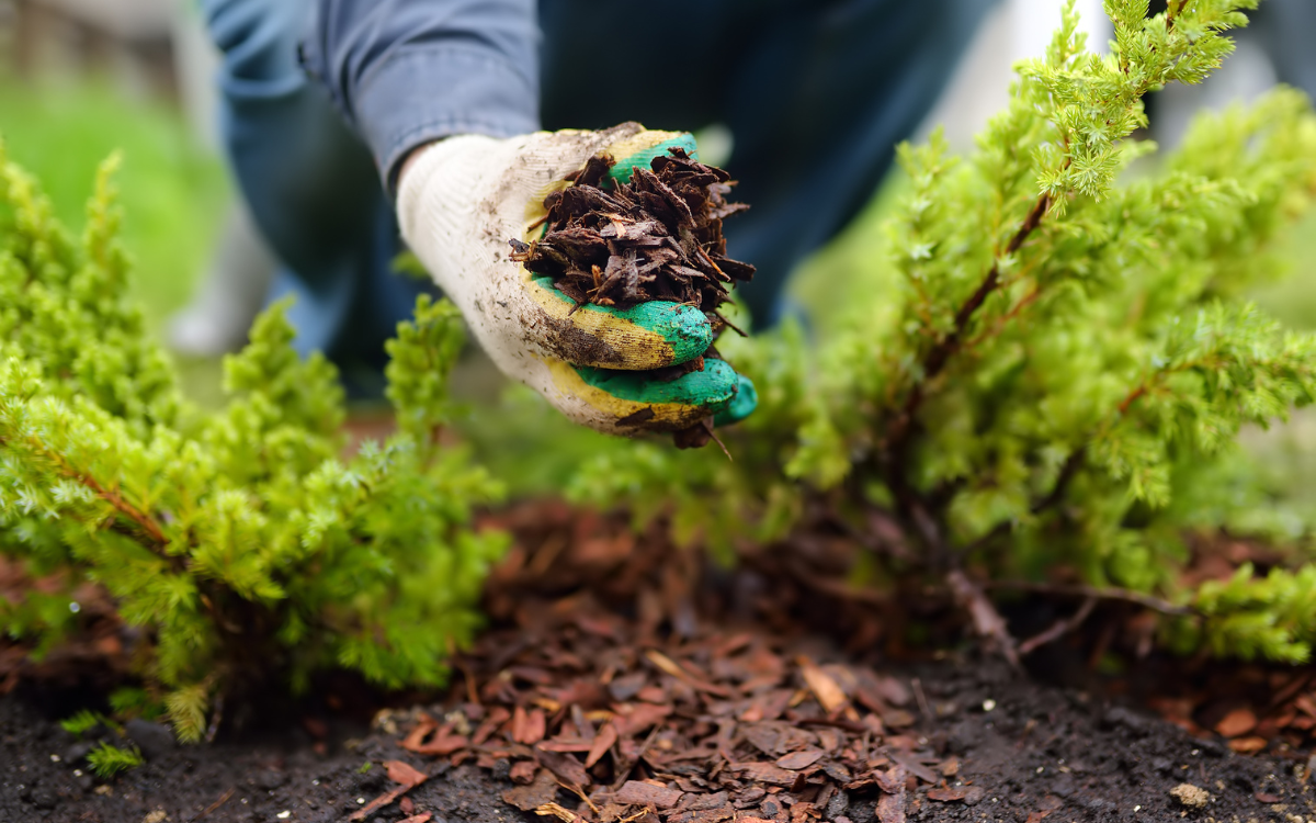 mulching