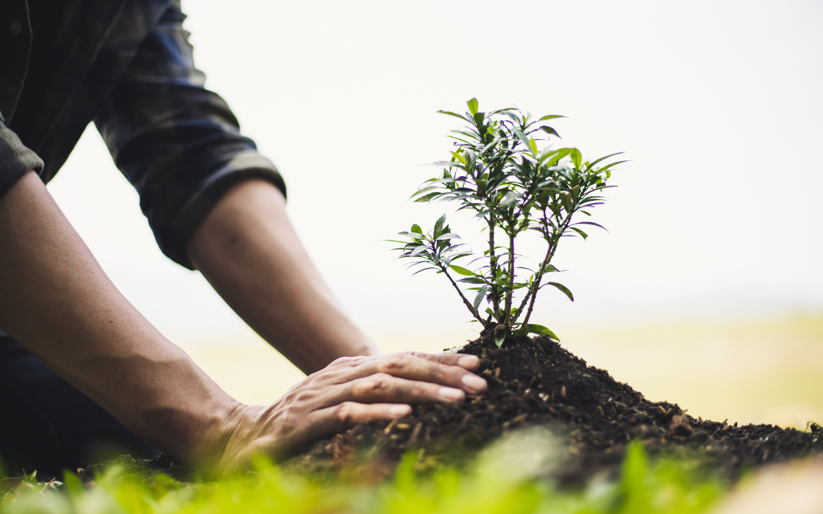 planting